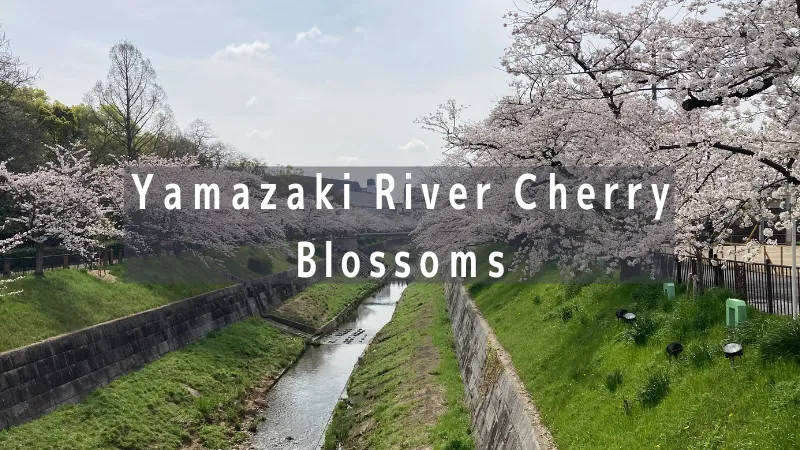 【800✗450】山崎川と桜