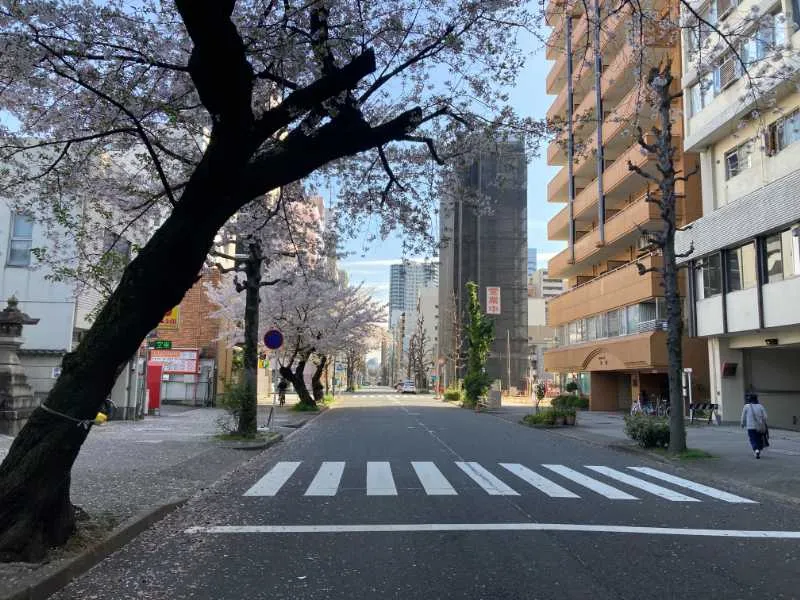 Nagoya toshogu sakura street