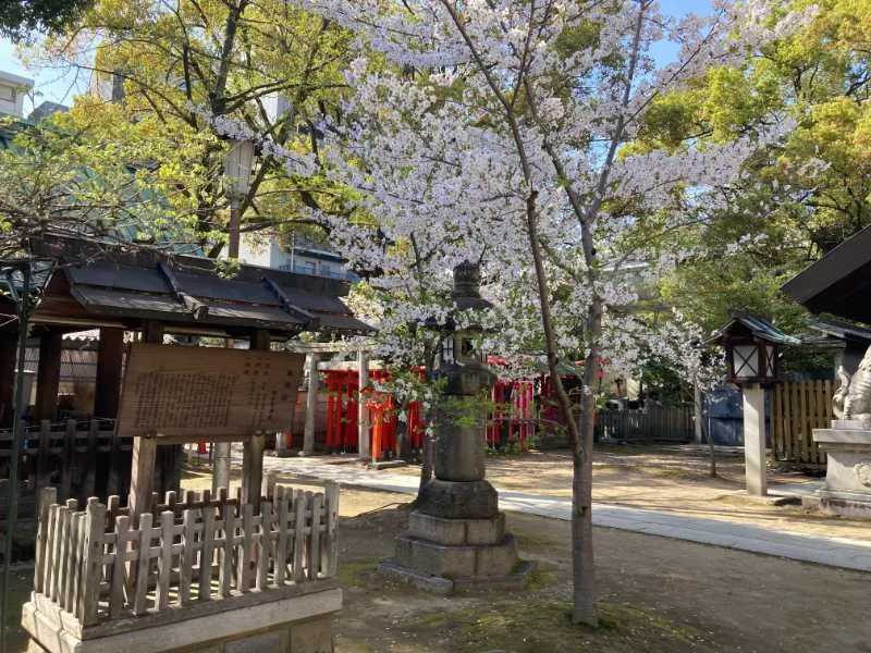 那古野神社鳥居と桜