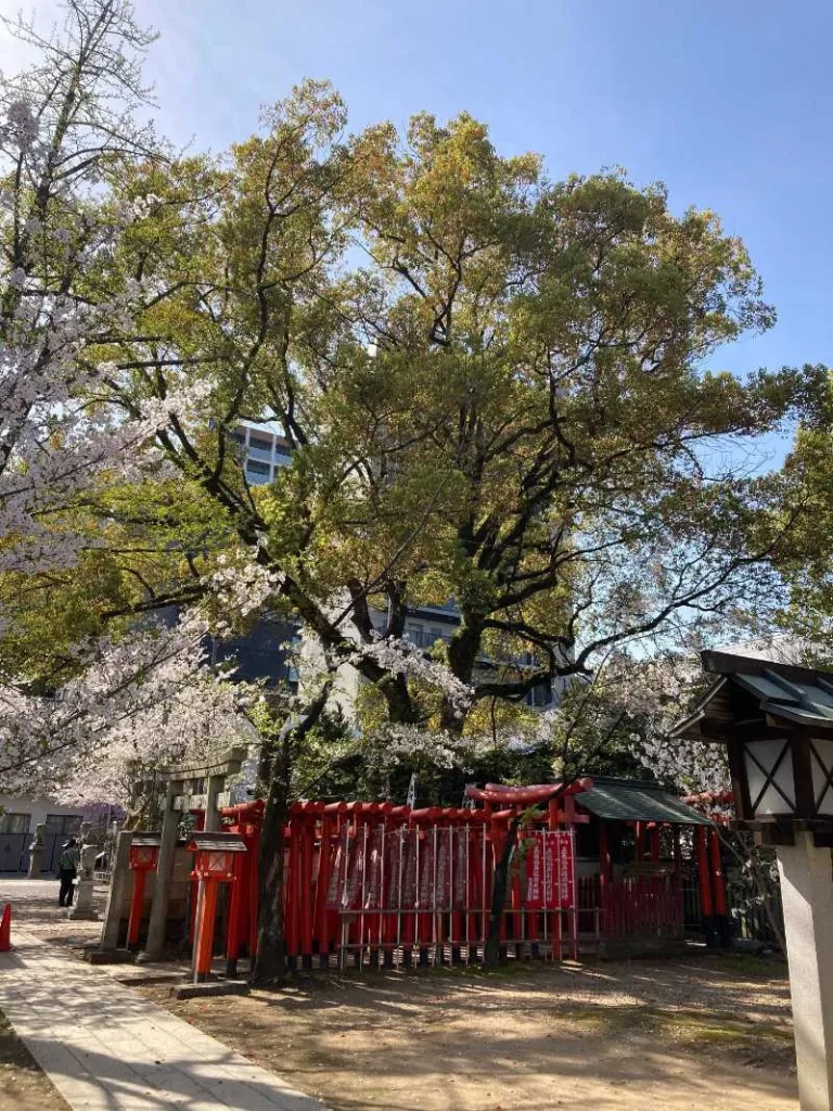 那古野神社鳥居桜