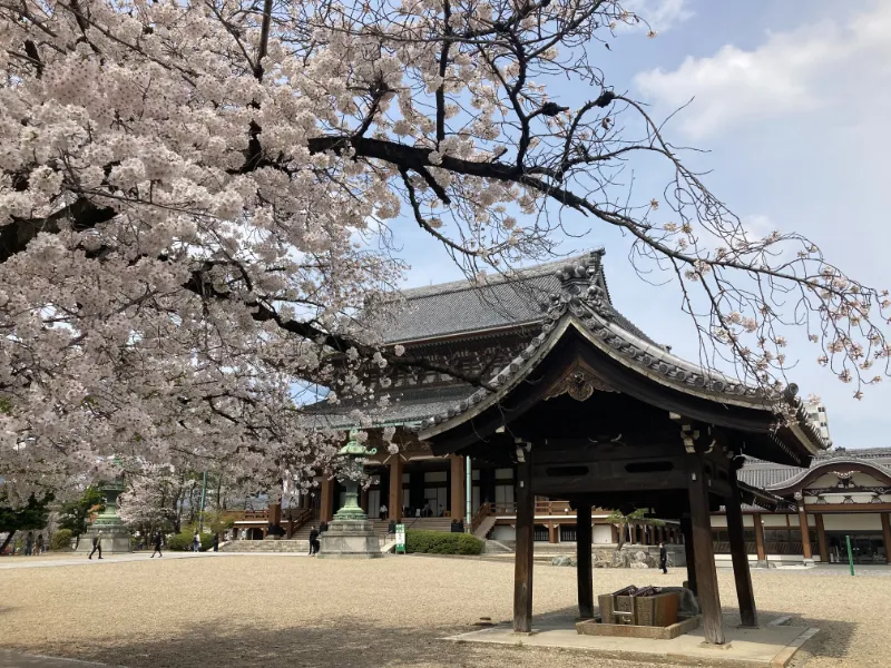 higashibetsuin sakura