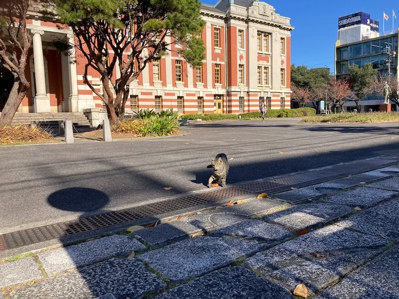 名古屋市政資料館のネコ