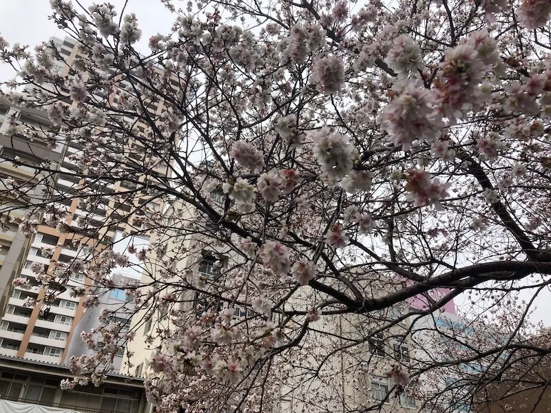 納屋橋桜