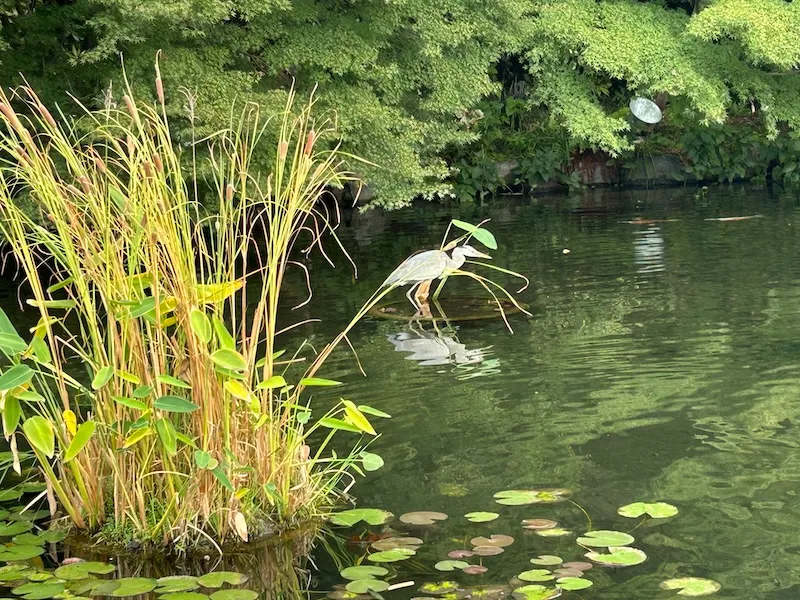 徳川園サギ