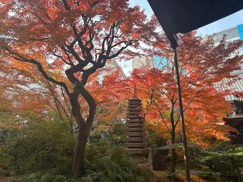 sogakuji temple autum leave beautiful